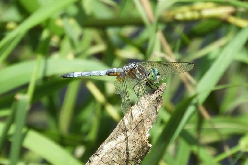 Photo of Blue Dasher
