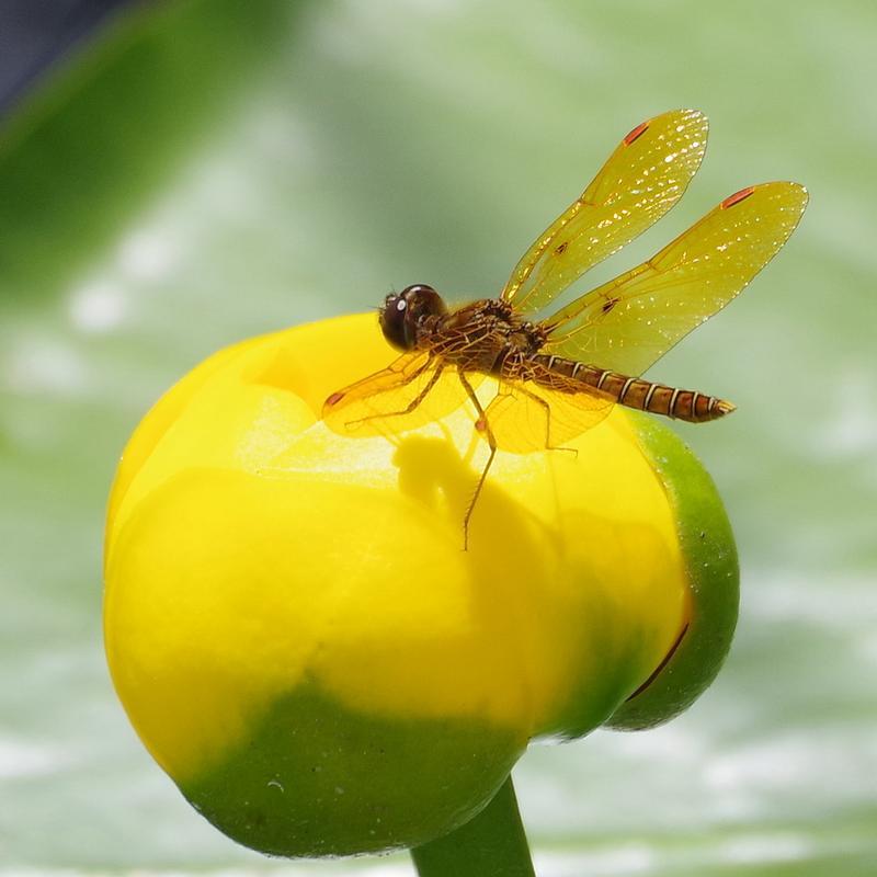 Photo of Eastern Amberwing