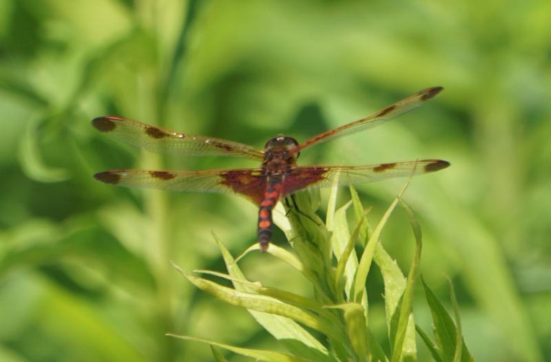 Photo of Calico Pennant