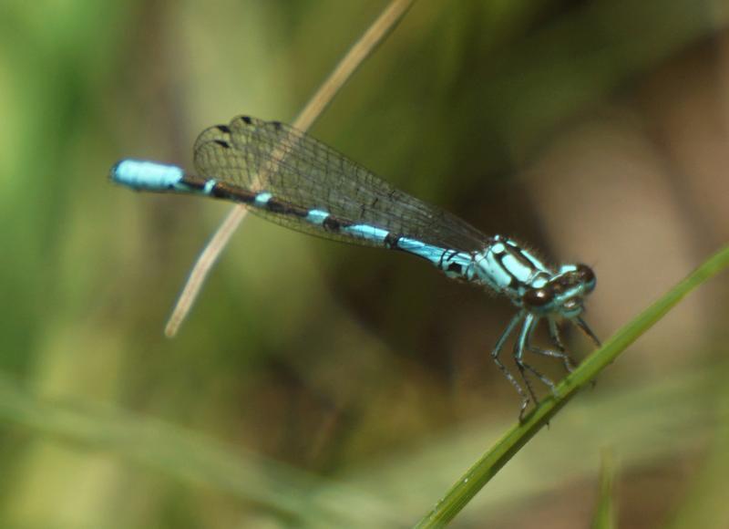 Photo of Subarctic Bluet