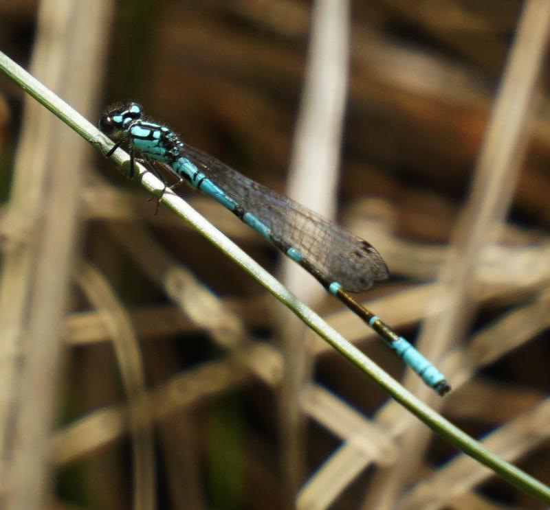 Photo of Subarctic Bluet