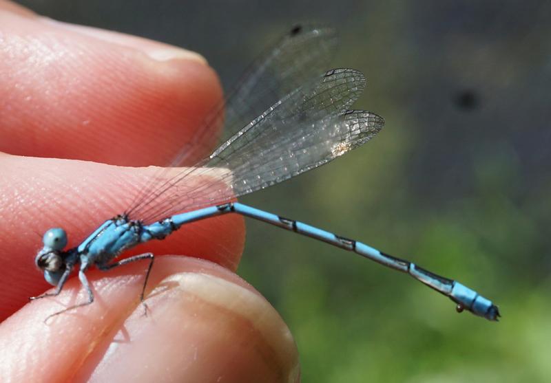 Photo of Hagen's Bluet