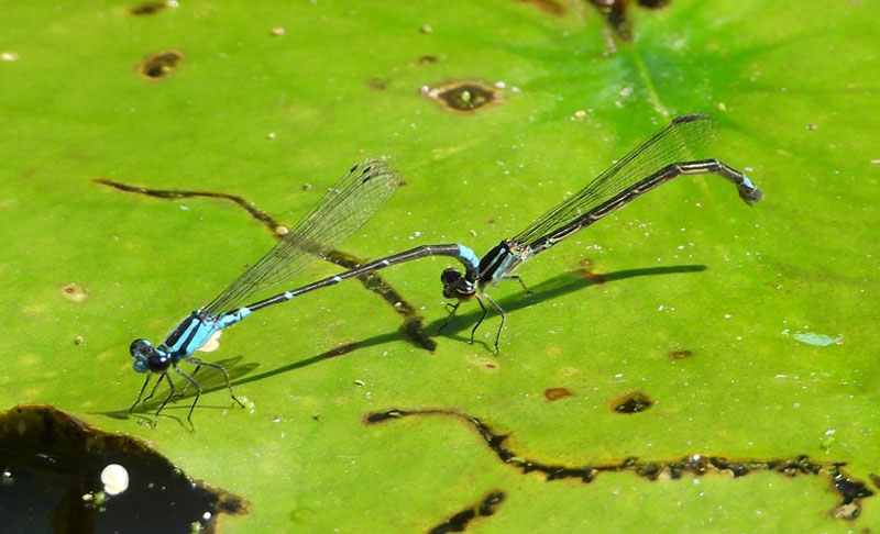 Photo of Skimming Bluet