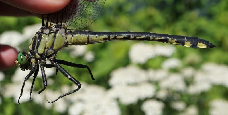 Photo of Splendid Clubtail