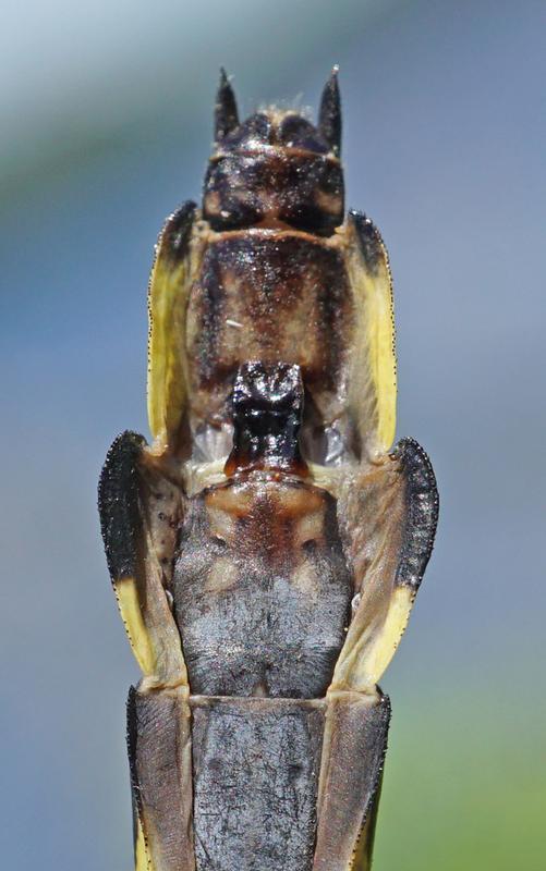 Photo of Splendid Clubtail