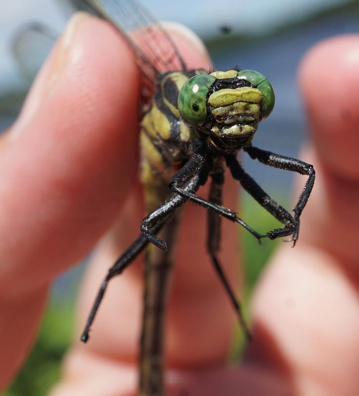 Photo of Splendid Clubtail