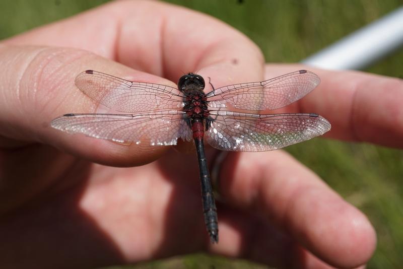 Photo of Crimson-ringed Whiteface