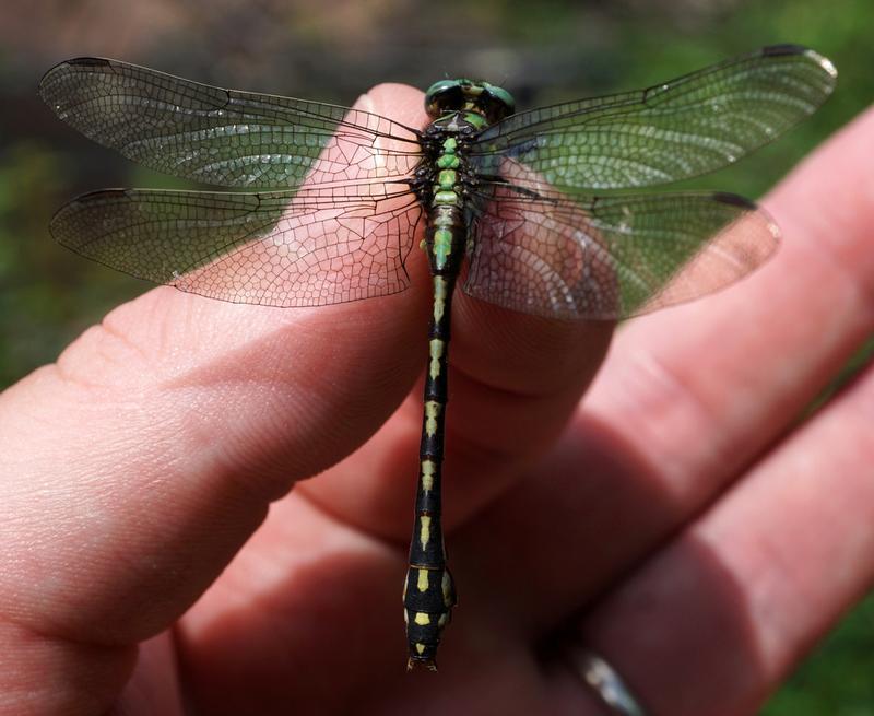 Photo of Riffle Snaketail