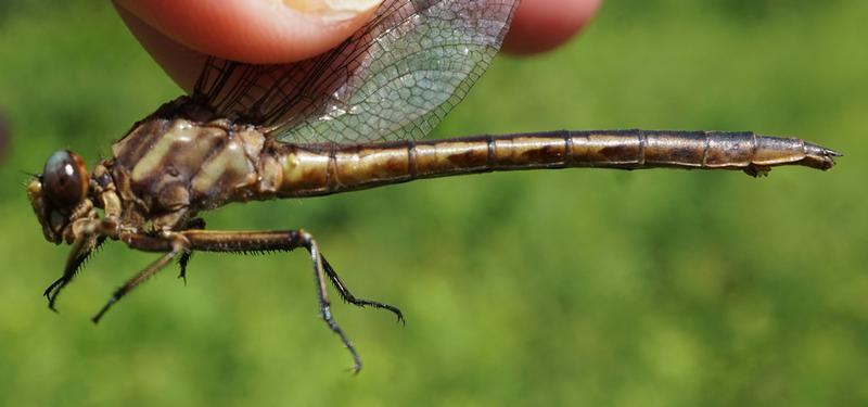 Photo of Dusky Clubtail