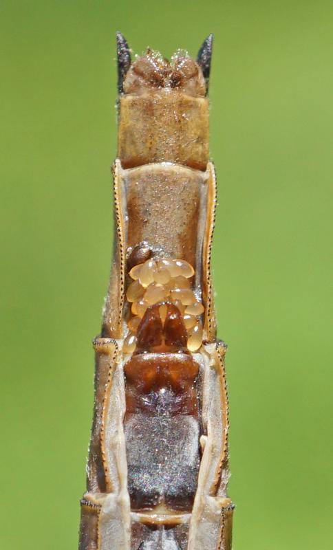 Photo of Dusky Clubtail