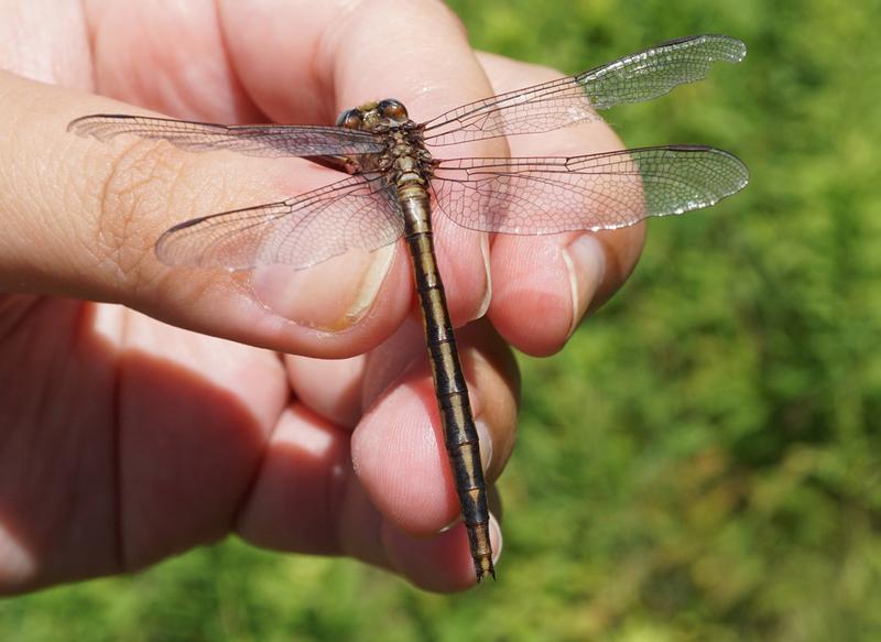 Photo of Dusky Clubtail