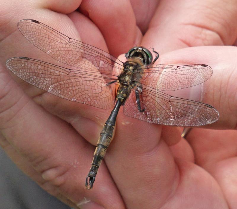 Photo of Brush-tipped Emerald