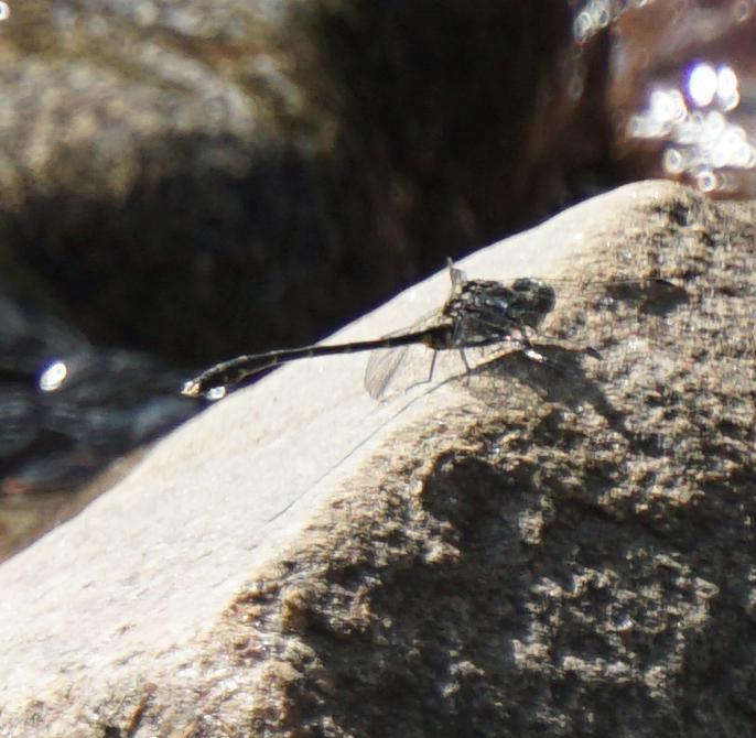 Photo of Eastern Least Clubtail