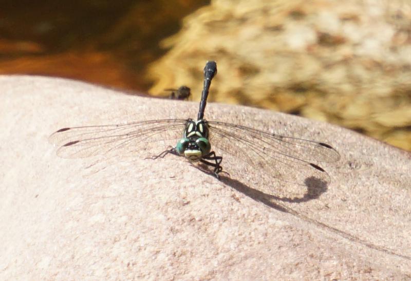 Photo of Eastern Least Clubtail