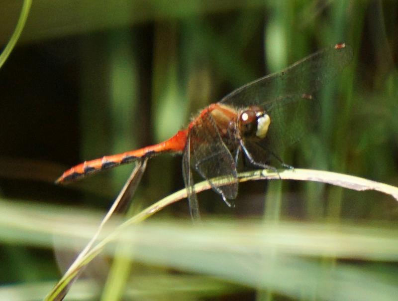 Photo of White-faced Meadowhawk