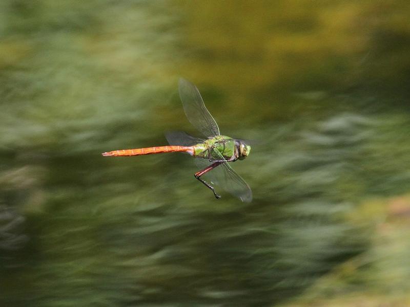 Photo of Comet Darner