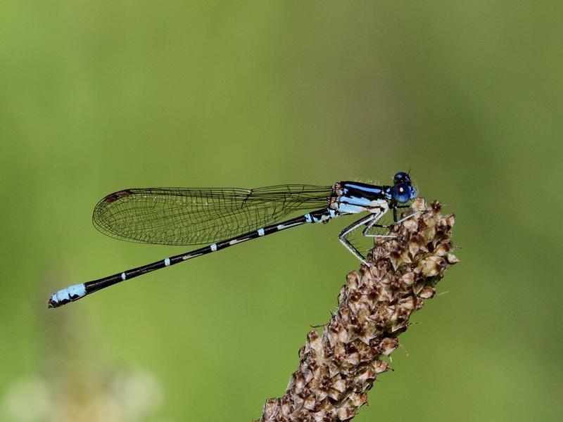 Photo of Blue-ringed Dancer
