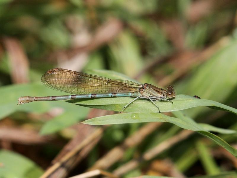 Photo of Blue-ringed Dancer