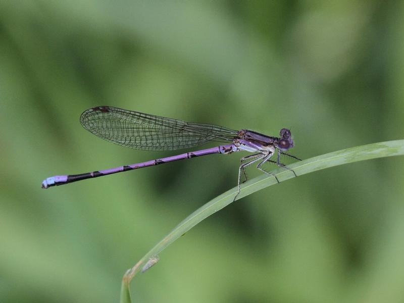 Photo of Variable Dancer (Violet Dancer ssp.)