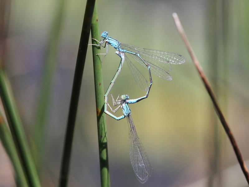 Photo of Slender Bluet