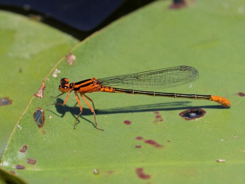 Photo of Lilypad Forktail