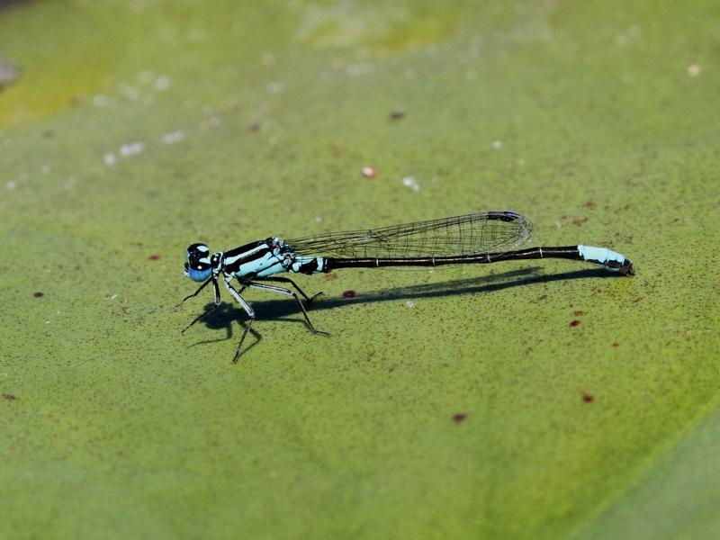 Photo of Lilypad Forktail