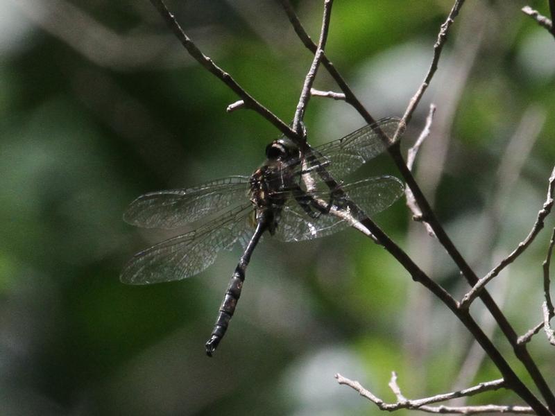 Photo of Hine's Emerald