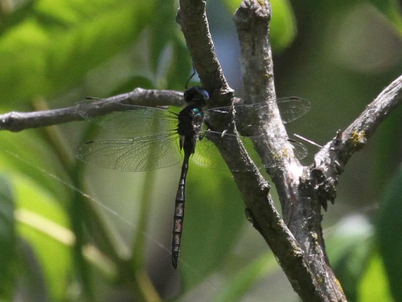 Photo of Williamson's Emerald