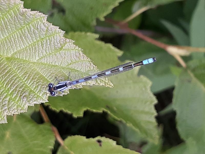Photo of Tule Bluet