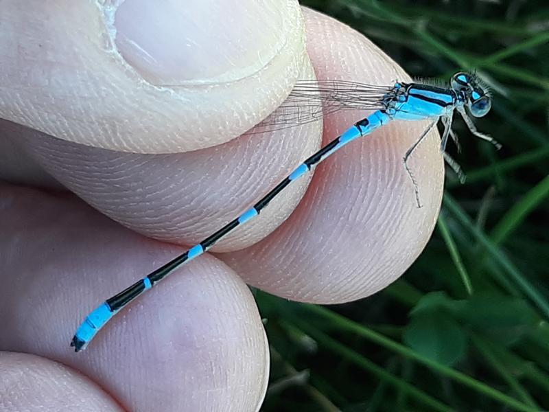 Photo of Tule Bluet
