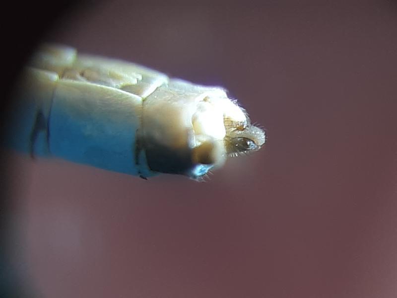 Photo of Tule Bluet