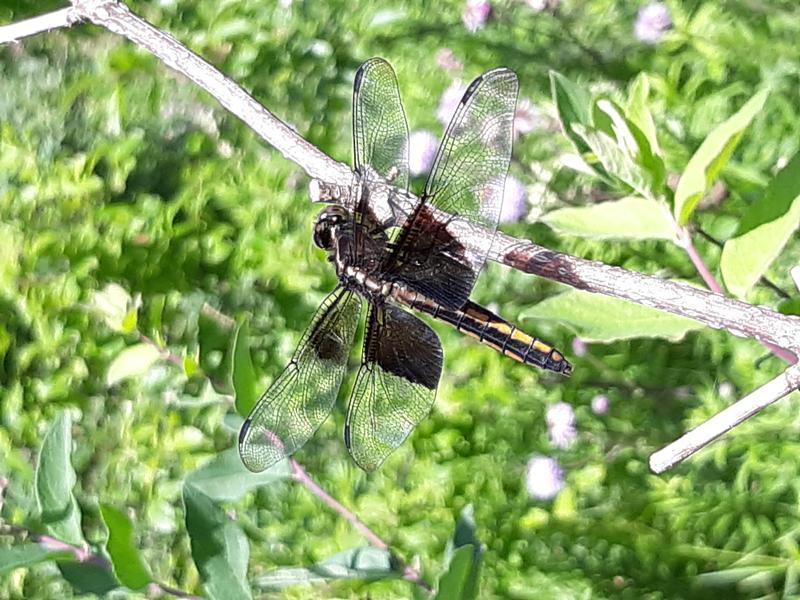 Photo of Widow Skimmer