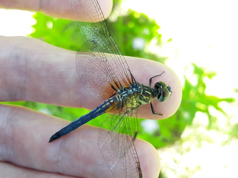 Photo of Blue Dasher