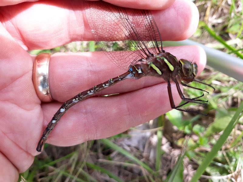 Photo of Shadow Darner