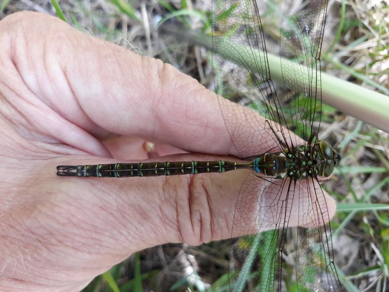 Photo of Shadow Darner