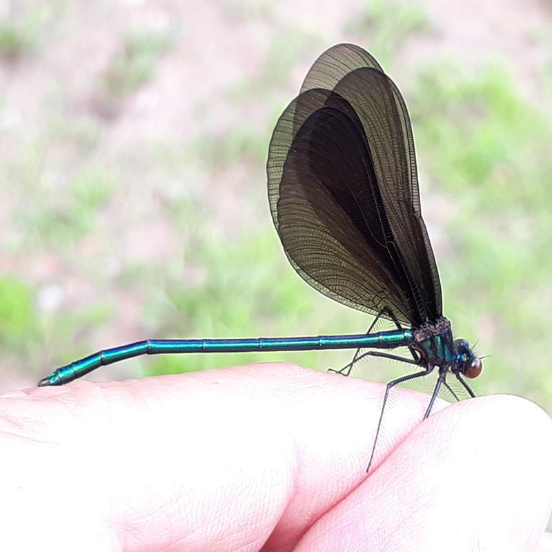 Photo of Ebony Jewelwing