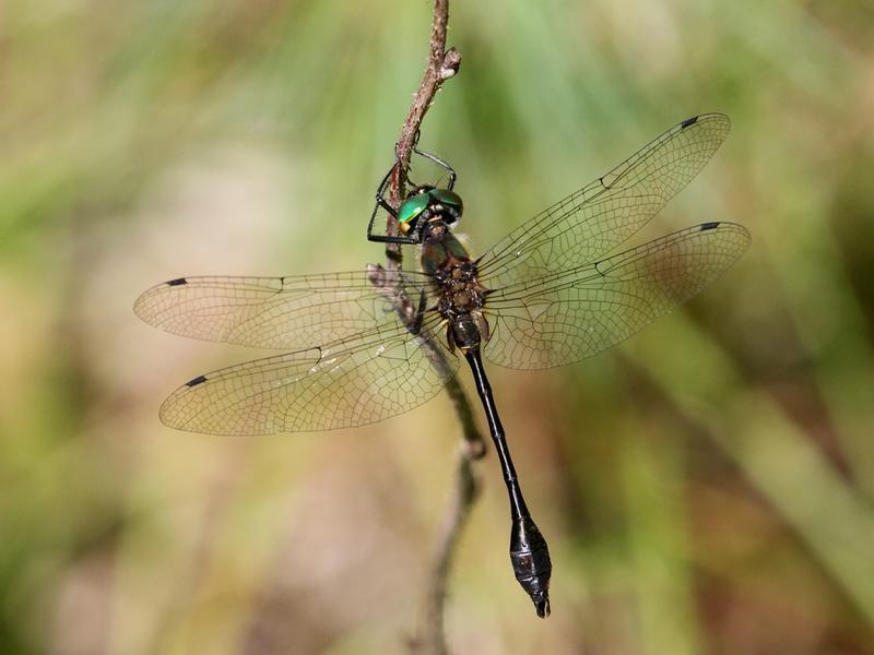 Photo of Racket-tailed Emerald