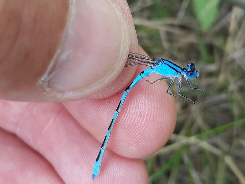 Photo of Tule Bluet