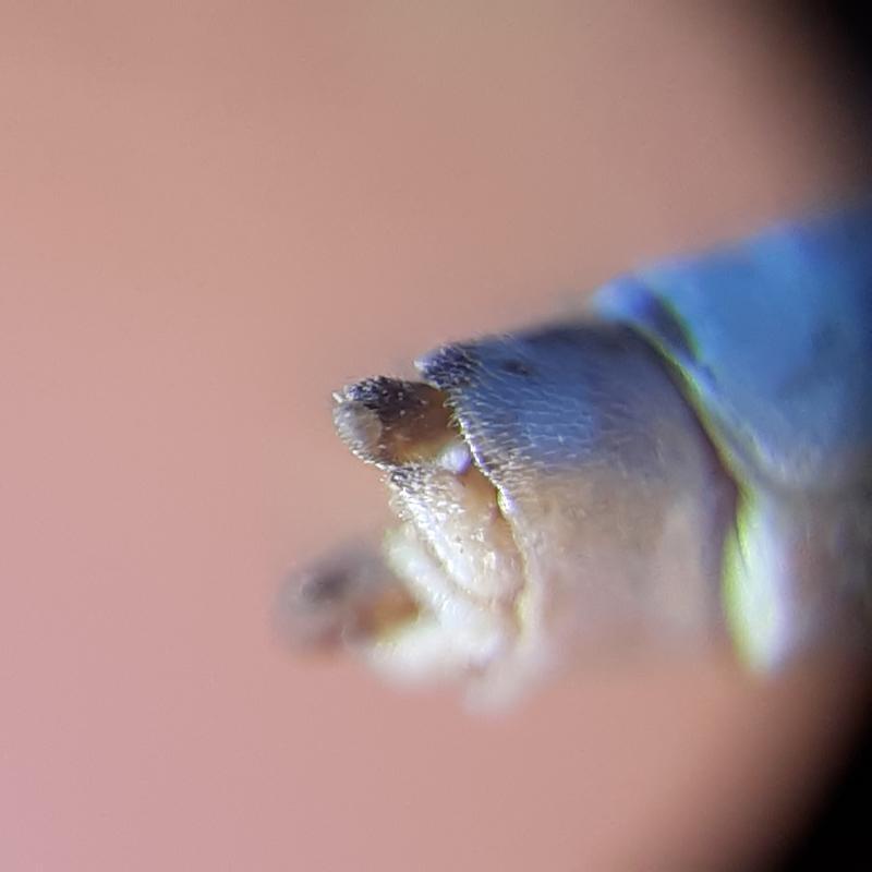Photo of Tule Bluet
