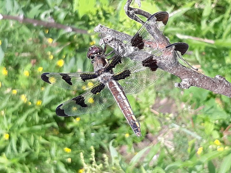 Photo of Twelve-spotted Skimmer