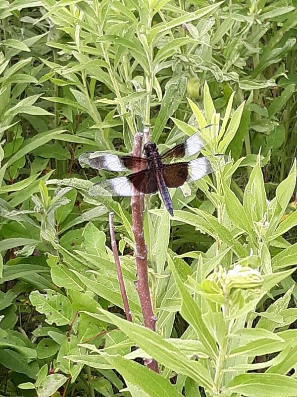 Photo of Widow Skimmer