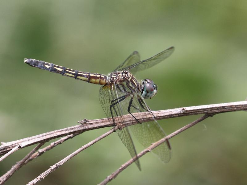 Photo of Blue Dasher
