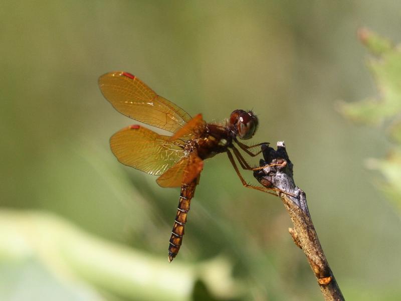 Photo of Eastern Amberwing