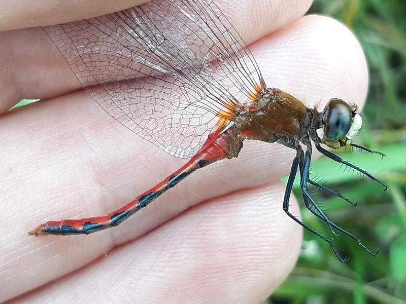 Photo of White-faced Meadowhawk