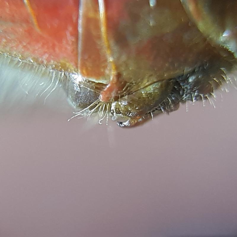 Photo of White-faced Meadowhawk