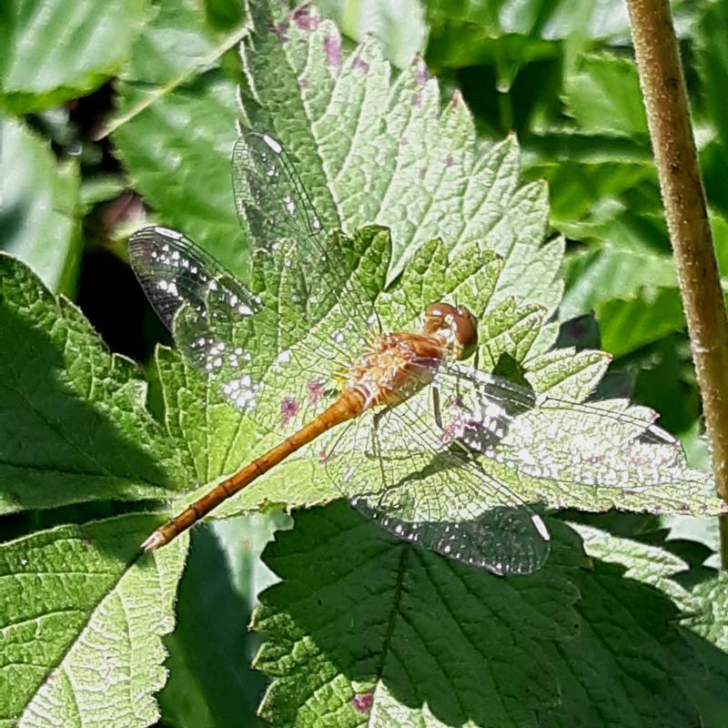 Photo of Autumn Meadowhawk