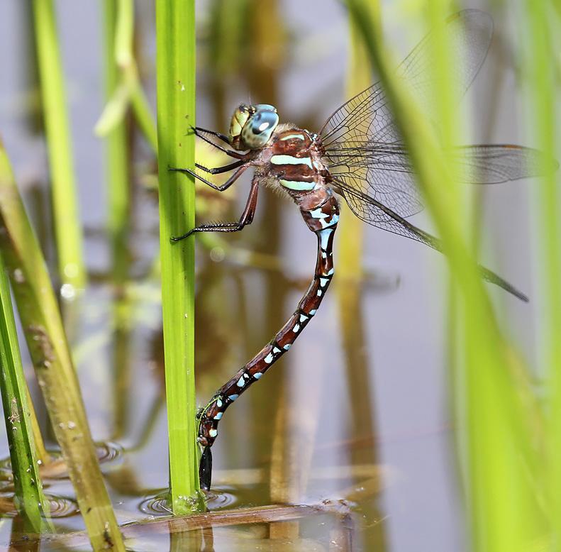 Photo of Black-tipped Darner