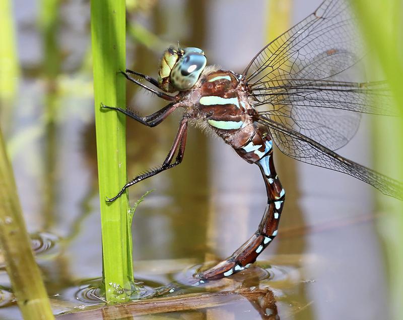 Photo of Black-tipped Darner