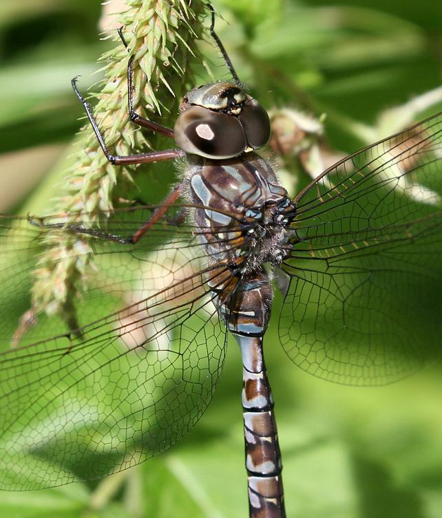 Photo of Canada Darner