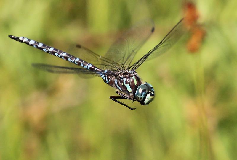 Photo of Lake Darner